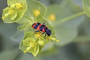 European Beewolf Insect Impressions: Trichodes apiarius, bee wolf