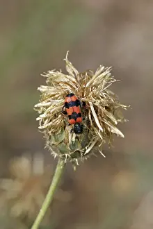 Predator Insect Impressions: Trichodes apiarius, bee wolf