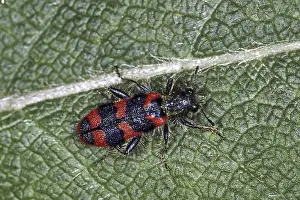 Coléoptères En Damier Impressions: Trichodes apiarius, loup des abeilles.