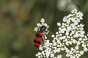 Coléoptères En Damier Impressions: Trichodes apiarius, loup des abeilles.