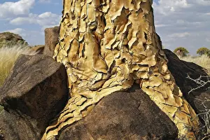 Tree Trunk Detail View Impressions: Trunk of a quiver tree