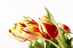 Cut Flower Bouquet Impressions: Tulips