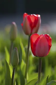 Decorative Flower Arrangement Impressions: Tulips in the backlight
