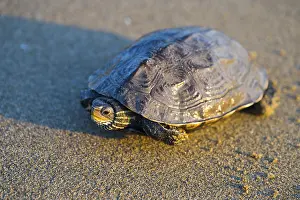Tortues D'étang Impressions: Une tortue assise sur une surface sableuse avec une légère réflexion de lumière.