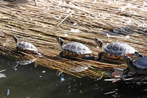 Wildlife Photography Croatia Impressions: Turtles sunbathing