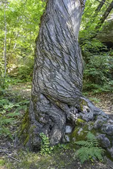 European Nature Escapes Impressions: Twisted tree trunk, Gres d'Annot sandstone labyrinth hike