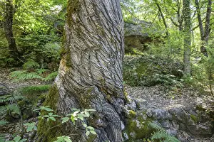 European Nature Escapes Impressions: Twisted tree trunk, Gres d'Annot sandstone labyrinth hike