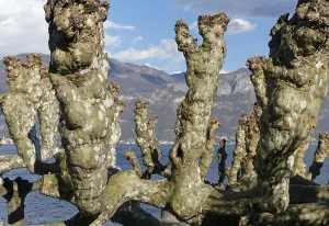 Deciduous Trees Impressions: Upper part of a pruned plane tree