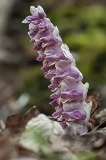 Common Toothwort Impressions: Upright scale root, brown root