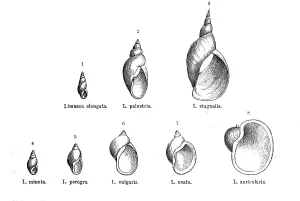 Historical Animal Depictions Impressions: Various forms of the genus Limnaea