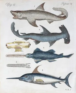 Hand Coloured Copper Engraving Impressions: Various predatory fish, hand coloured copper engraving from Friedrich Justin Bertuch picture book for children