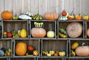 Decorative Pumpkins Impressions: Various pumpkins exhibited in boxes