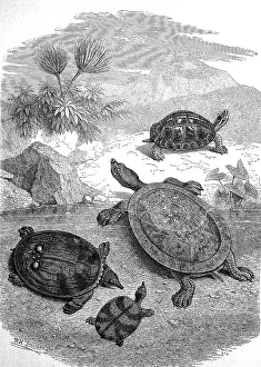 Impression encadrée : Diverses tortues sur la plage de Java vers 1880.