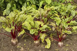Images datées du 7 août 2024: Parcelle de légumes avec des rangées de betteraves.