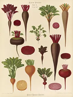 Historical Vegetables Impressions: Vegetables, beetroot and turnips