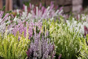 Springtime Floral Arrangements Impressions: A vibrant array of heather plants