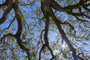 Uninhabited Forest Landscape Impressions: View through the branches of the trees