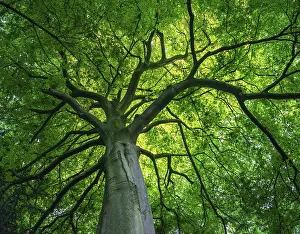 Uninhabited Forest Scenery Impressions: View into the canopy of a leafy deciduous tree