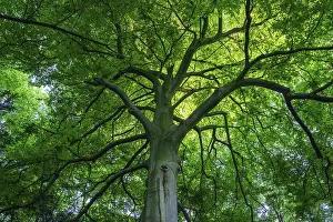 Dense Vegetation Scene Impressions: View into the canopy of a leafy deciduous tree