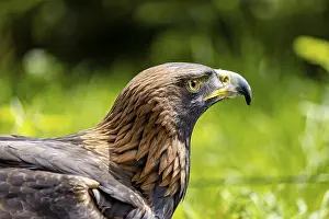 Falconry Centre Impressions: Side view of an eagle against a green background