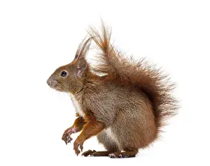 Isolated Animal On White Background Impressions: Side view of a Eurasian red squirrel looking at the camera
