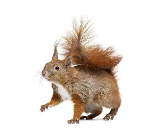 Looking At The Camera Photo Impressions: Side view of a Eurasian red squirrel looking at the camera