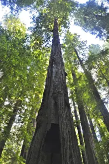 California Nature Reserve Impressions: View from below of an imposing