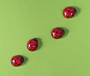 Coccinelles Impressions: Vue d'en haut de quelques coccinelles sur une surface colorée.