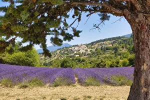 Lavender Fields In Provence Impressions: View over lavender fields on Aurel