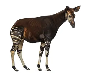 Impressions de Vue latérale d'un okapi debout, Okapia johnstoni, isolé sur blanc Okapi Impressions: Vue latérale d'un okapi debout.