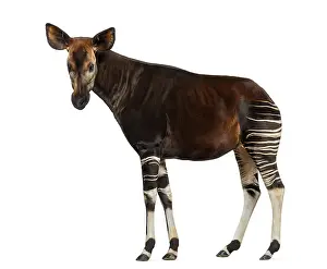 Impressions de Vue latérale d'un okapi debout, regardant la caméra, Okapia johnstoni, isolé sur blanc Okapi Impressions: Vue latérale d'un okapi debout.