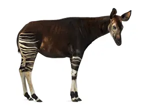 Impressions de Vue latérale d'un okapi debout, Okapia johnstoni, isolé sur blanc Okapi Impressions: Vue latérale d'un okapi debout.