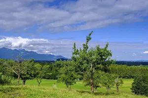 Deciduous Tree Plantation Impressions: View over orchards on Schellenberg
