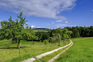 Deciduous Tree Plantation Impressions: View over orchards on Schellenberg