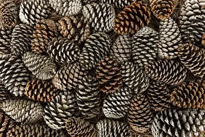 Snowy Coniferous Tree Landscape Impressions: Top view pine cones
