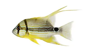 Impressions de Vue latérale d'un Poisson-chirurgien à nageoires velues, Symphorichthys spilurus, isolé sur blanc Vivaneau Impressions: Vue latérale d'un Poisson-chirurgien à nageoires velues.