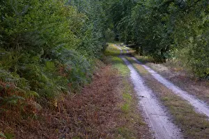 Deserted Forest Path Impressions: View along a sandy forest path