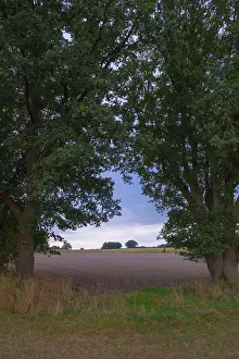 Agricultural Fields Europe Impressions: View through two trees onto fields and the sky