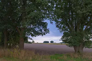 Agricultural Fields In Europe Impressions: View through two trees onto fields and the sky