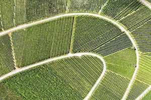 View From Above Vineyard Impressions: Vineyard from above