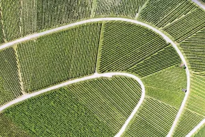 View From Above Vineyard Impressions: Vineyard from above