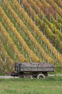 Deserted Vineyard Scene Impressions: vineyard