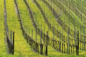 Vineyard In Spring Impressions: Vineyard in spring