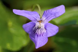 Botany Plant Life Impressions: Viola