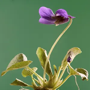 Violet Blooms Impressions: Violet