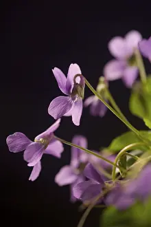Spring Flower Macro Impressions: Violets