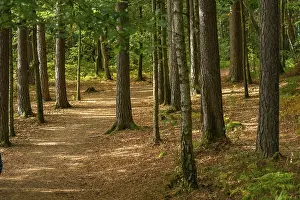 Deserted Hiking Trail Impressions: Walking path through a forest at fall