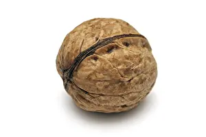 Walnut Close Up Impressions: Walnut