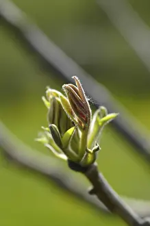 Springtime Nature Photography Impressions: Walnut tree