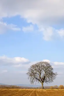 Deserted Farmland Landscape Impressions: Walnut tree in winter